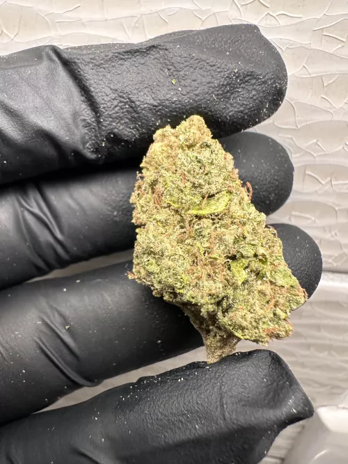 GMO Cookies 🍪 🤤🤤🤤