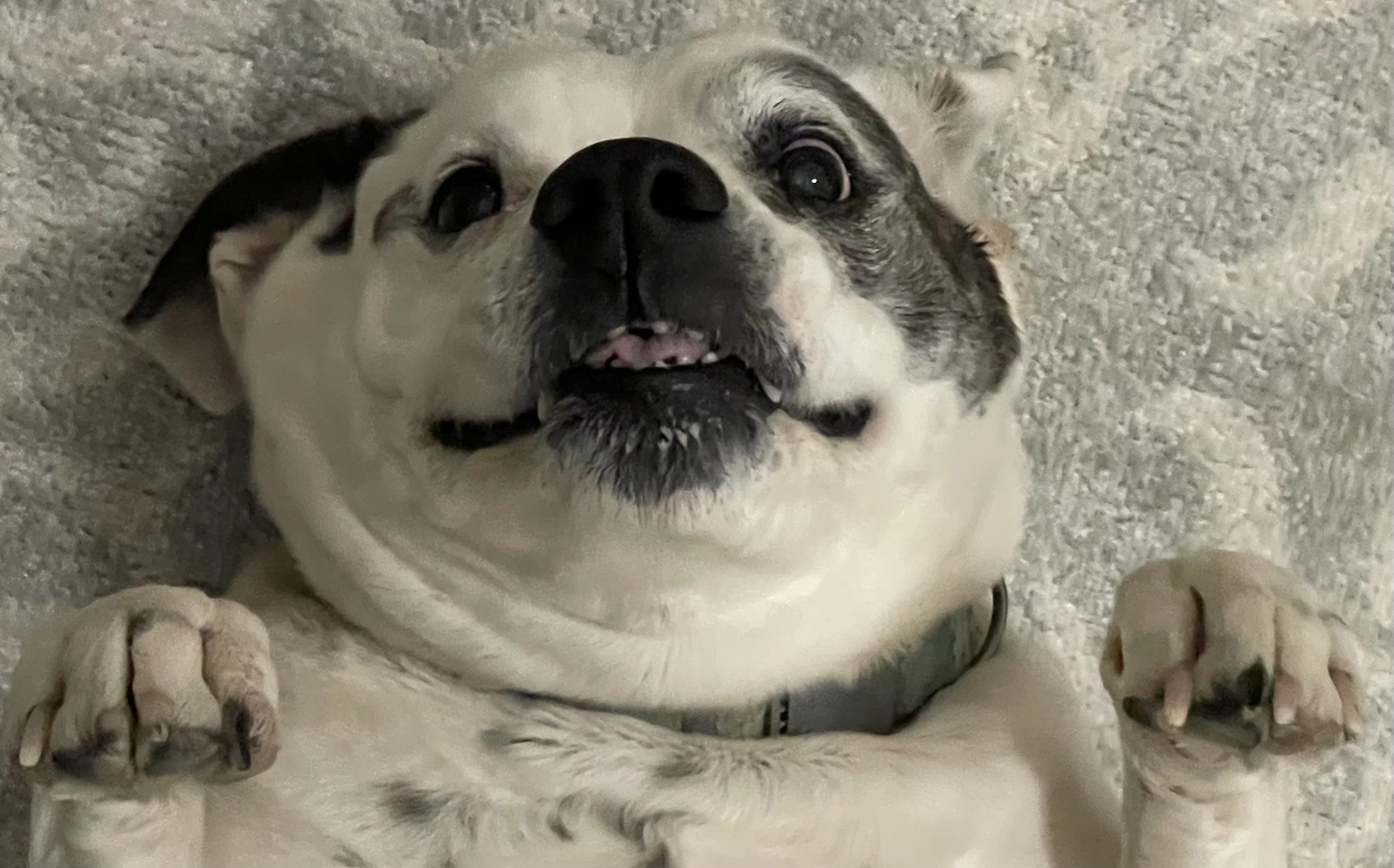 Mommy wif a pupboy looking for a puppygirl!