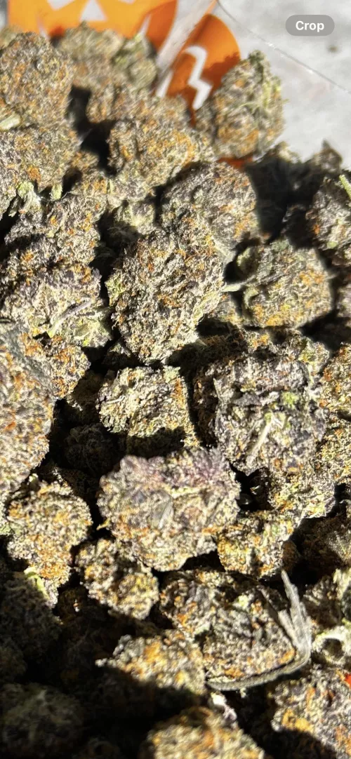 Purple Haze 💨 📍 🔥 