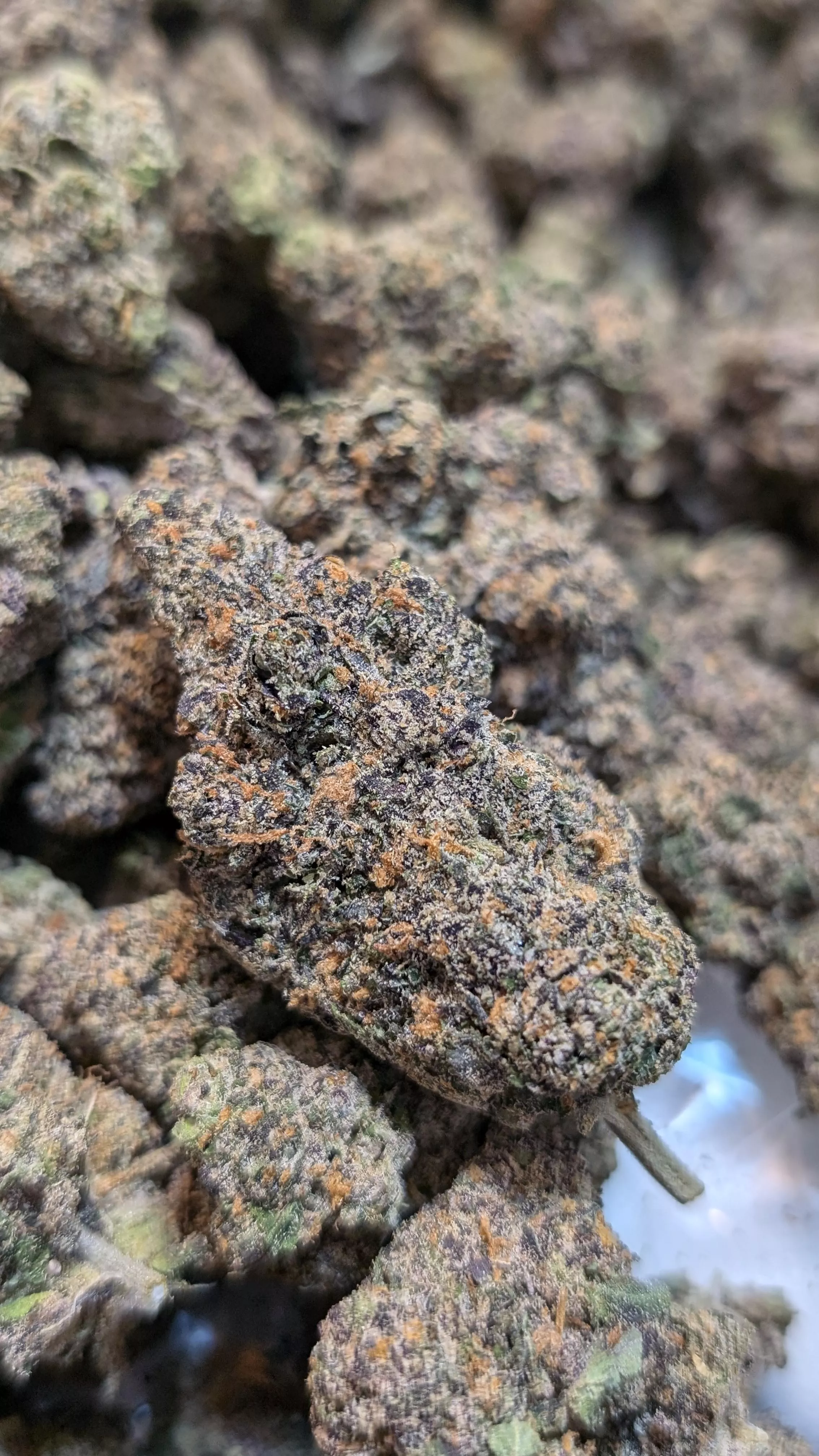 Rainbow Sherbet 🌈