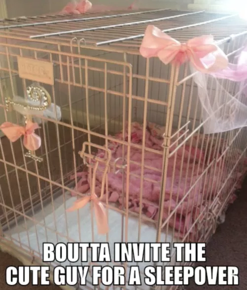 *Shakes treat bag* pspspsps