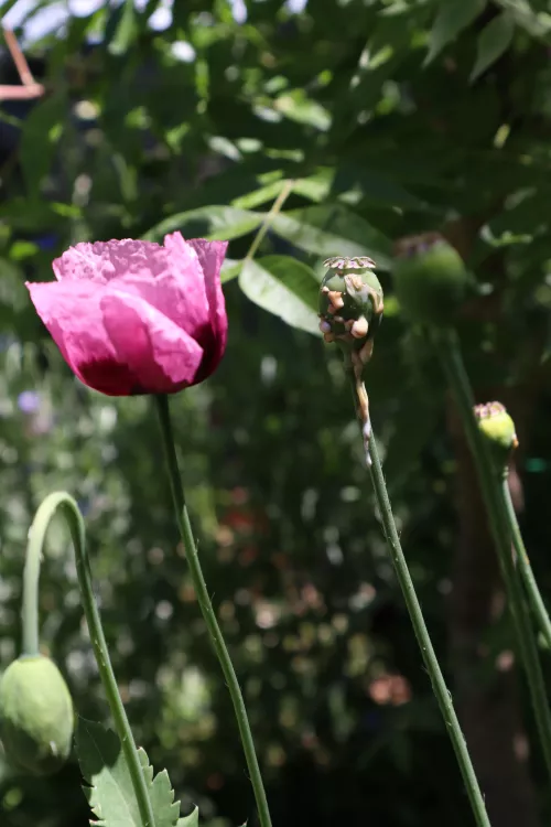 Two sides to the poppy. The beauty and the danger..