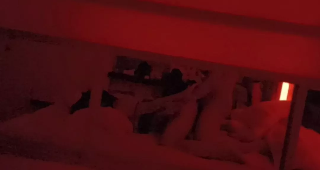 Weekend fun with a redditor (bull)