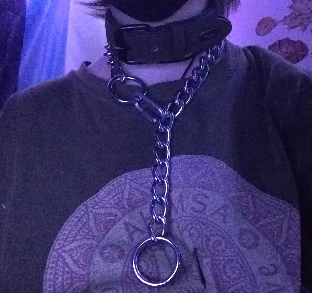 [18] foxboys should wear at least two collars at all times:3