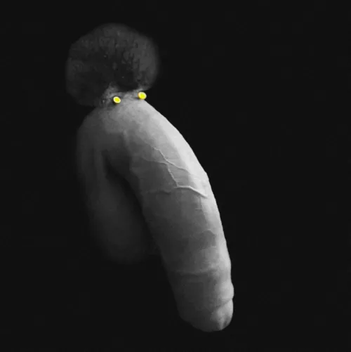 Afro Elephant has nuthin' but smiles