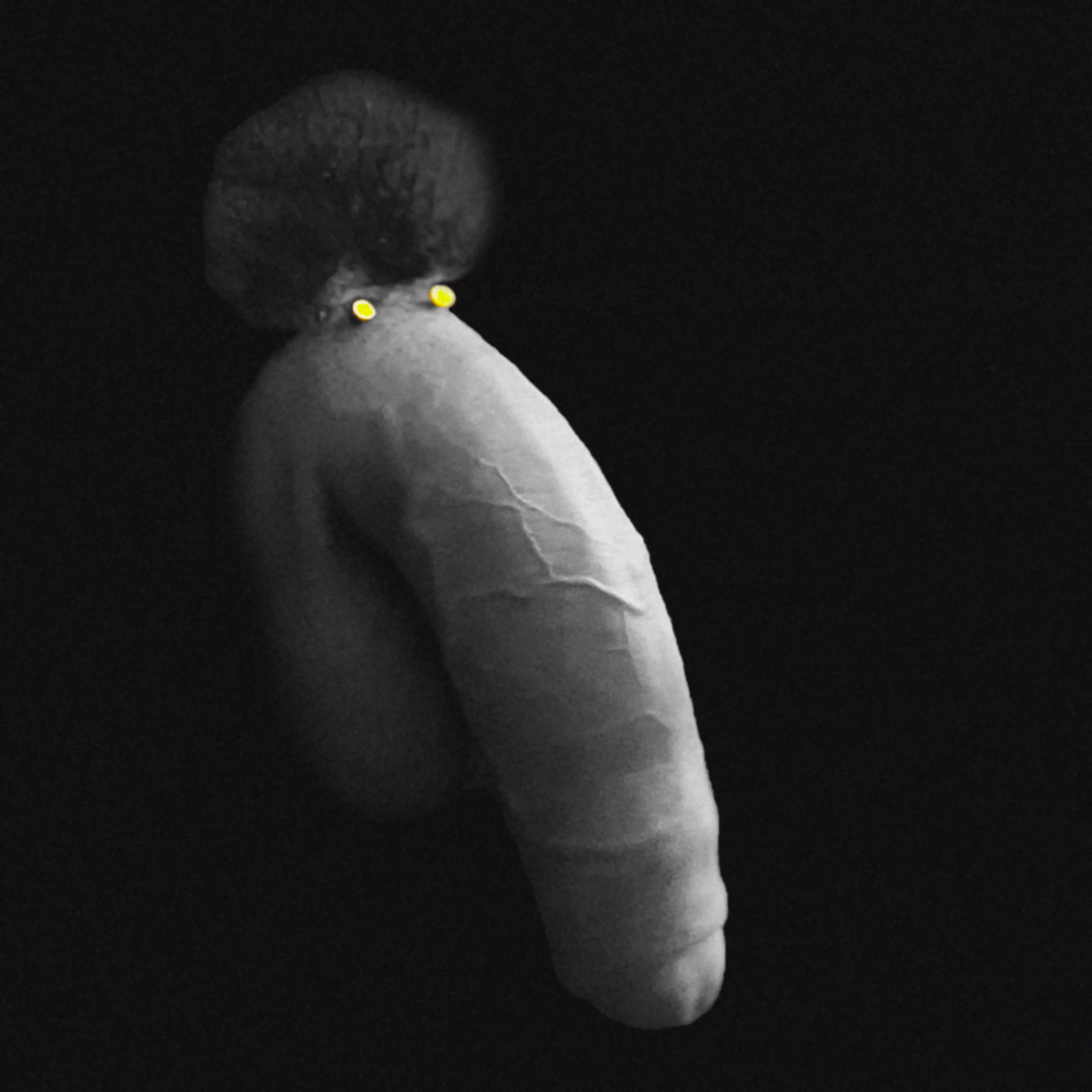 Afro Elephant has nuthin' but smiles