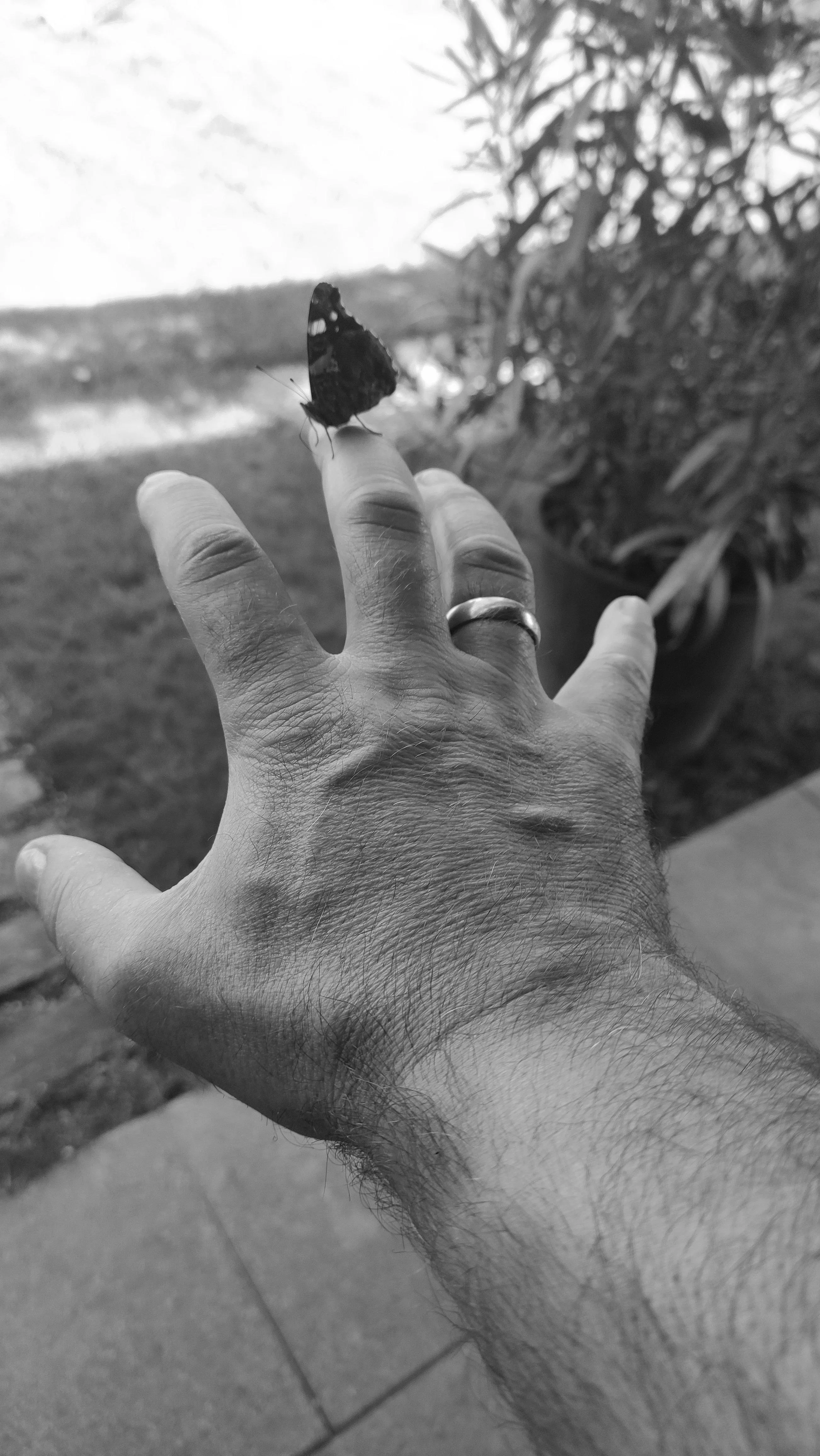 Can I play with your butterfly?