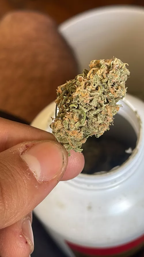 Cruza de somango e gorila 🥵