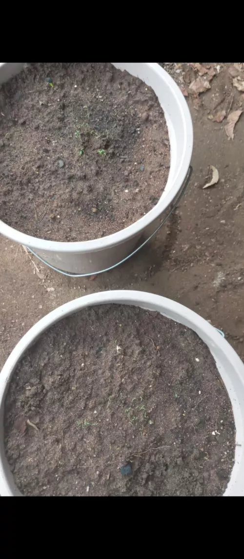 Papaver somniferum germinou pessoal!!!