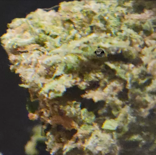 Microscope Update, is this a problem? Strain has me coughing and congested.