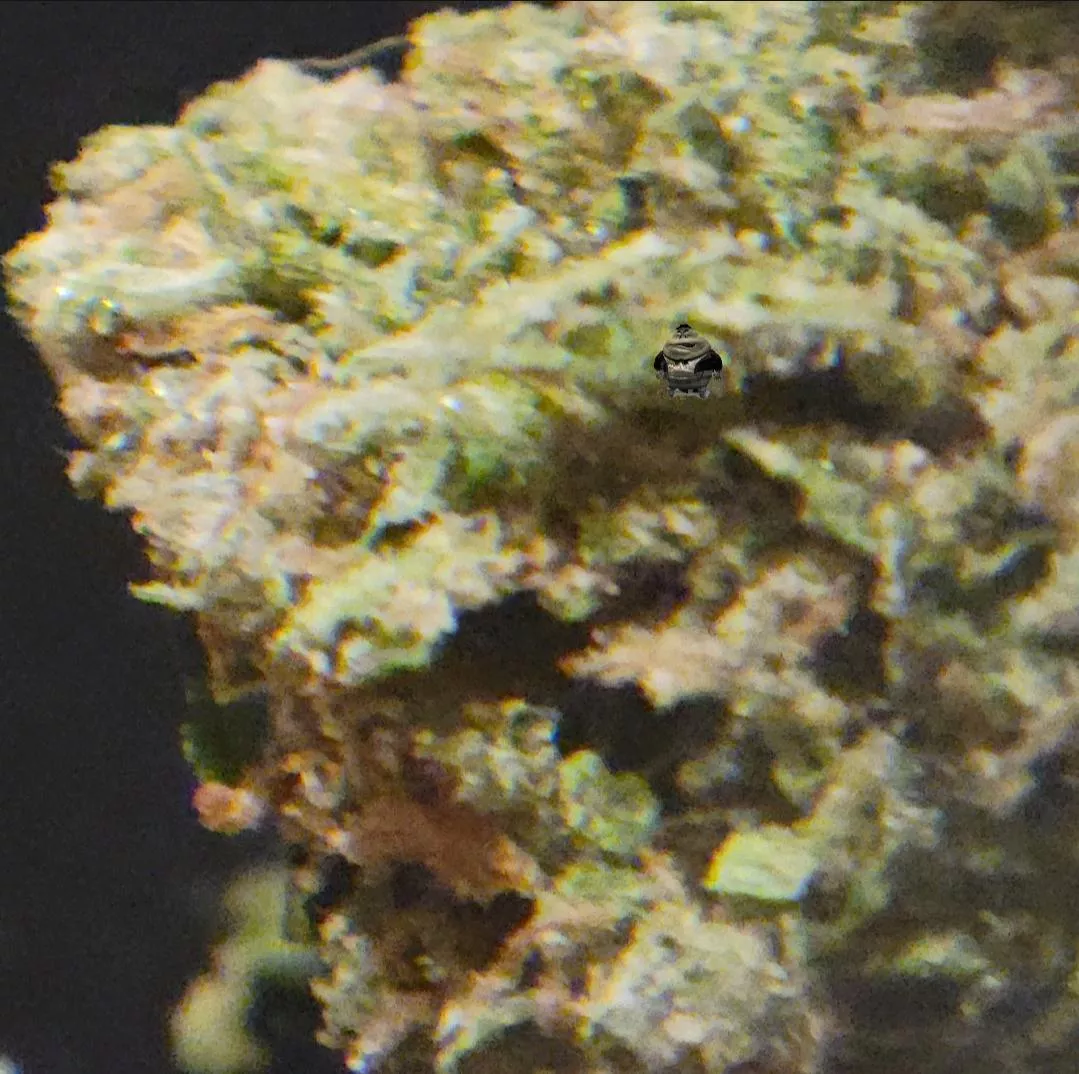 Microscope Update, is this a problem? Strain has me coughing and congested.