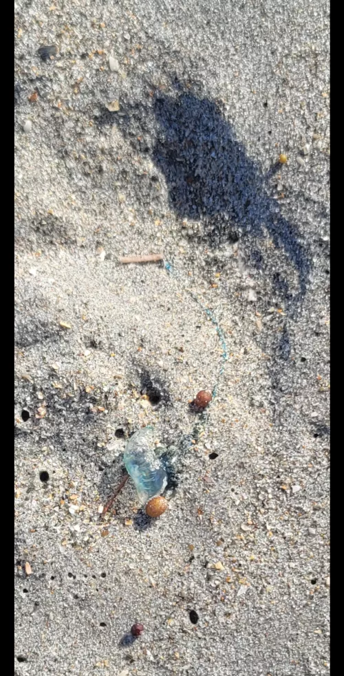 Seen a couple of these guys washed up.