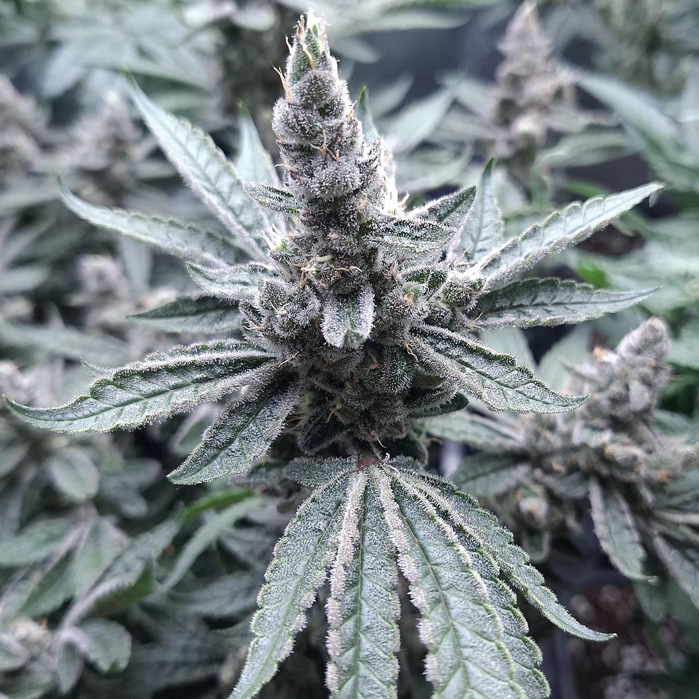 Gorilla girl F1 dag 46 blomst