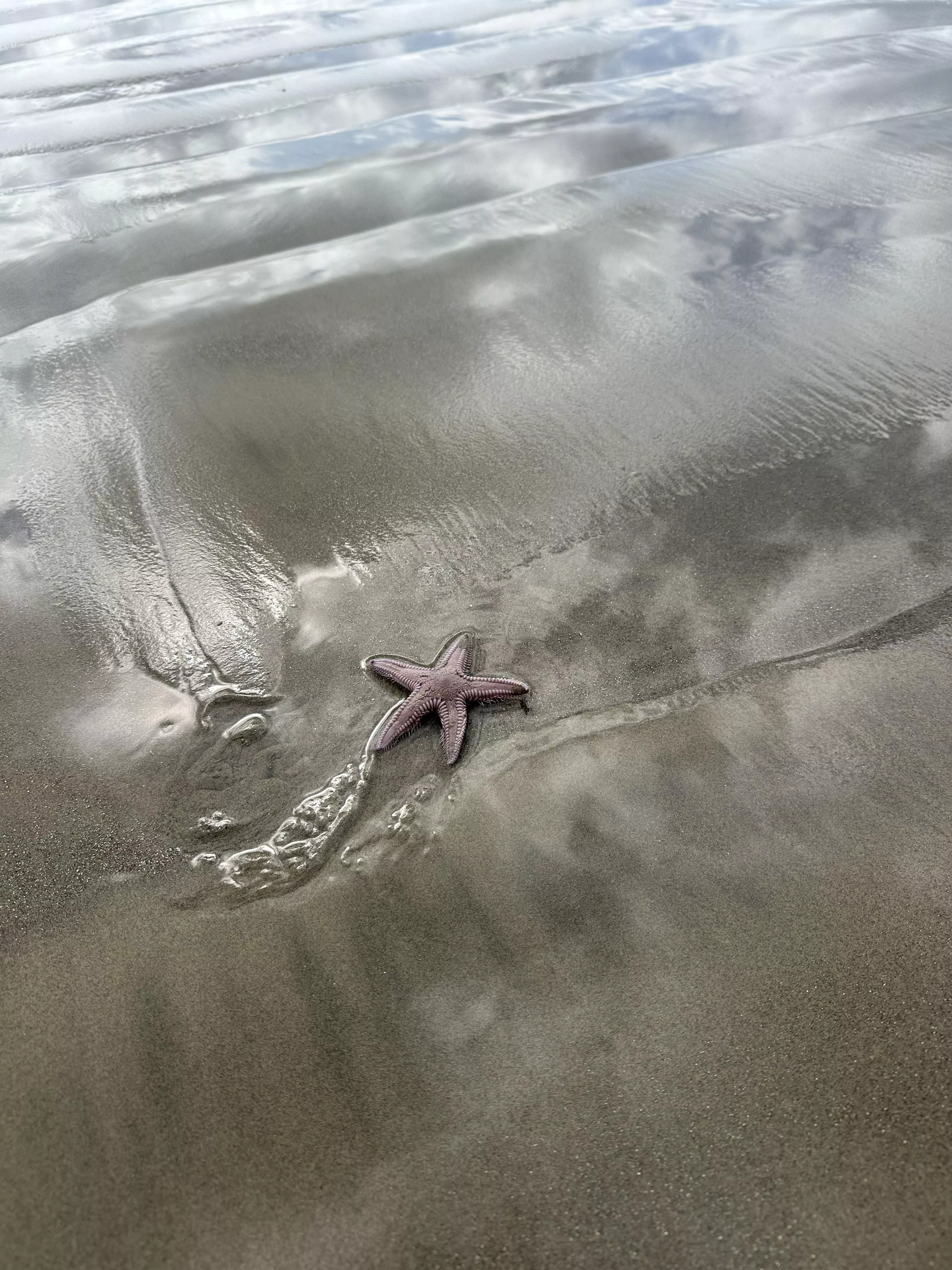 All creatures great and small