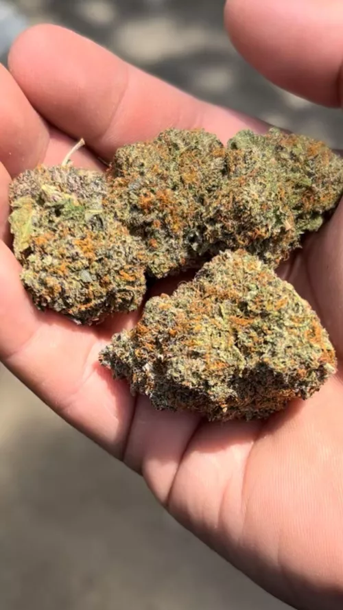 Gushers DFW 📍 🔥 🌲 💨 