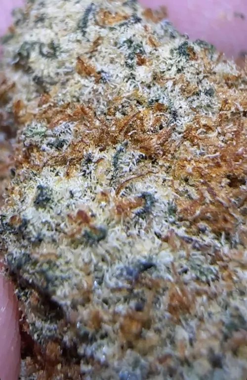 modern weed looks so magical up close. who else agrees 😭❤️