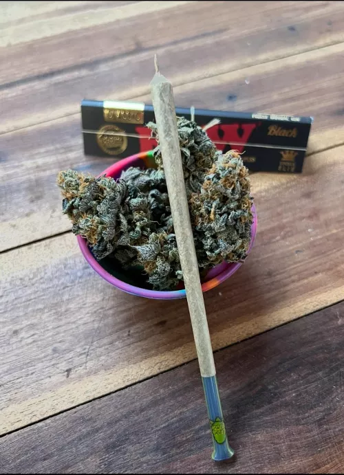 Sabado da melhor forma 🌿🪴🍁 mais de 10 anos clonando a msm genetica