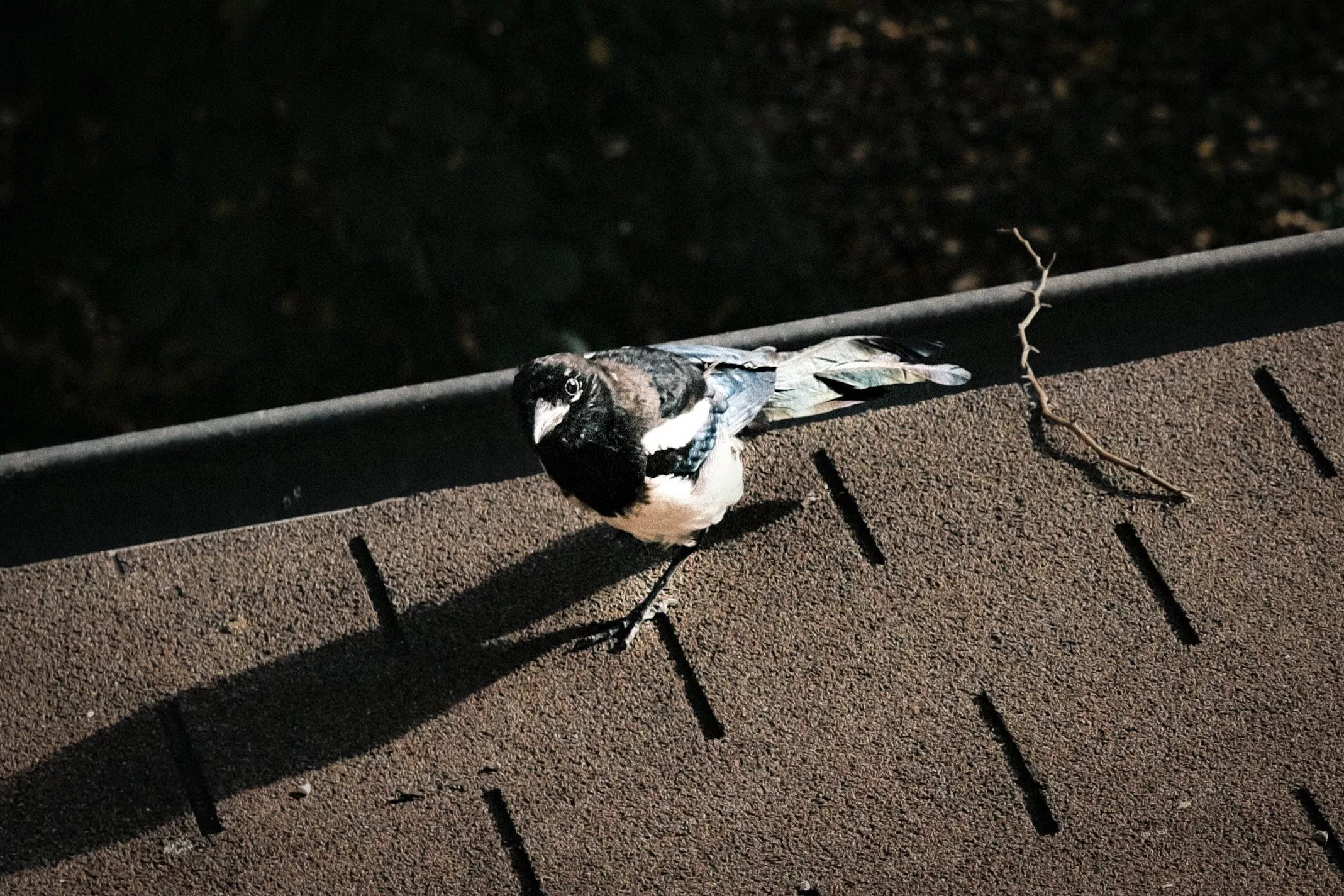 I accidentally learned a magpie to recognise the smell of me vaping to come over and ask for dog kibble - it's adorable