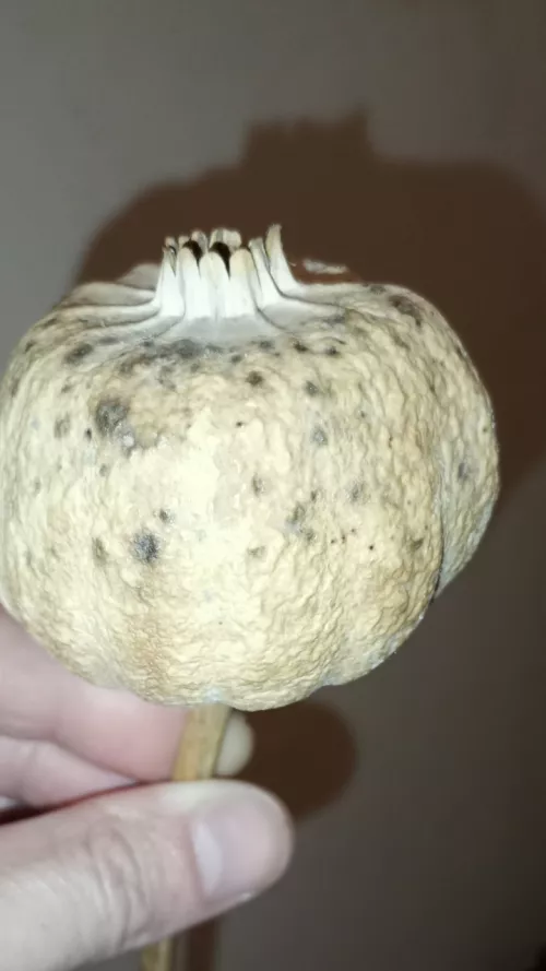 They are a little on the the small side