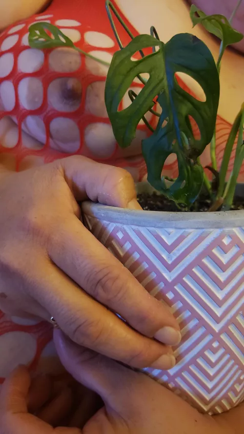 Swiss cheese peek a boob