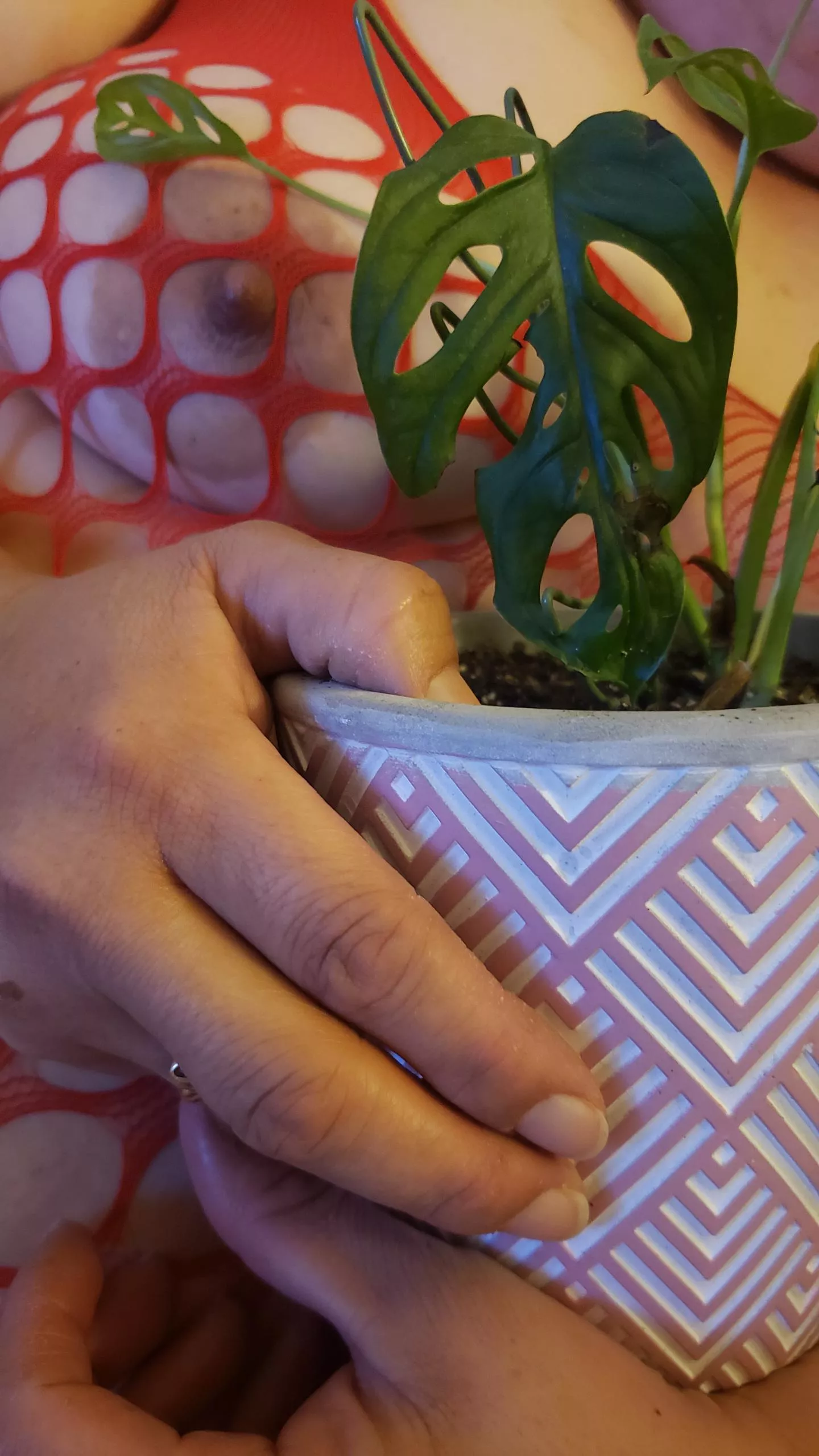 Swiss cheese peek a boob