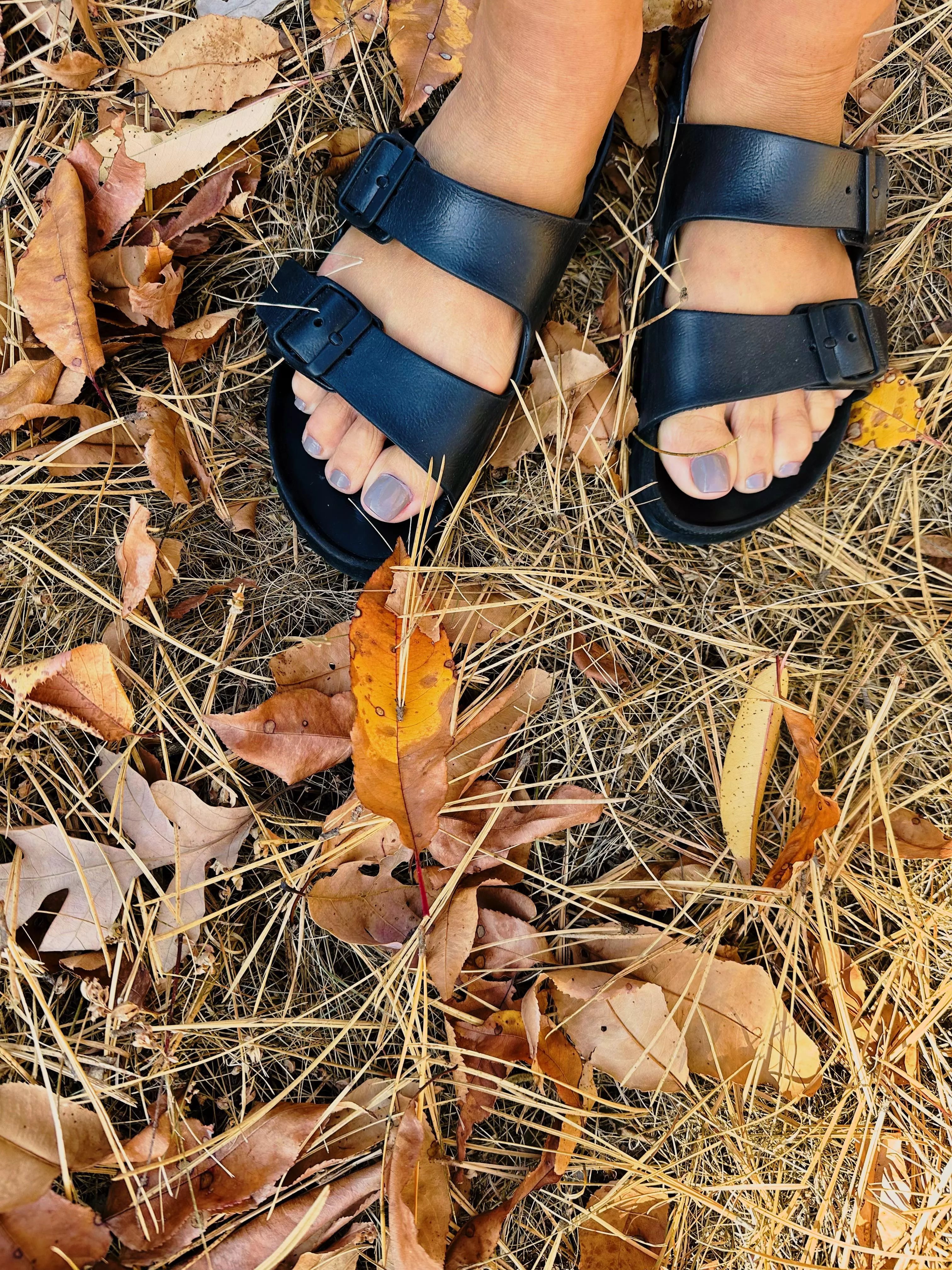 Let’s try alittle open birks in Fall foliage