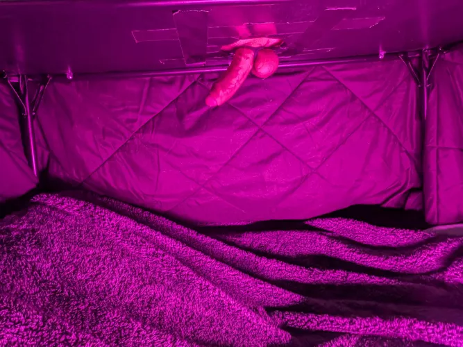 31M which one of you cumsluts would play under a milking table all night?