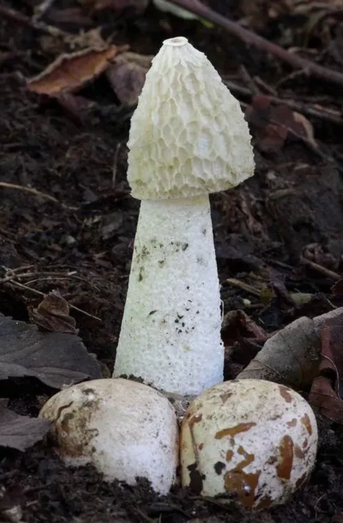 Mushroom soup, anyone?