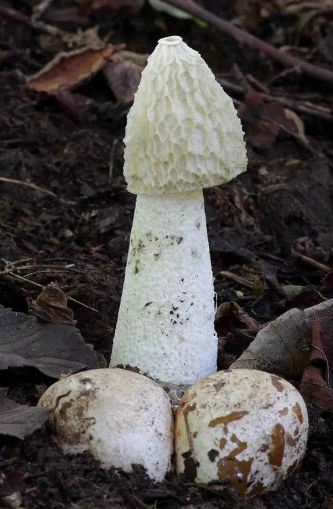Mushroom soup, anyone?