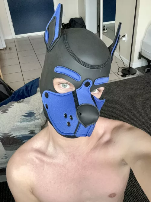 New hood, how do I look? 🐾🦴