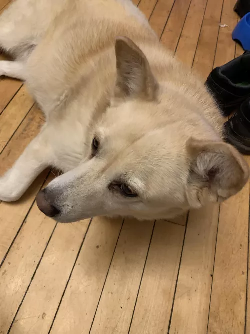 You dumb fucks better have gone out to vote!!! .. also, dog tax