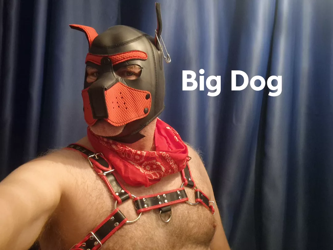 Big dog 