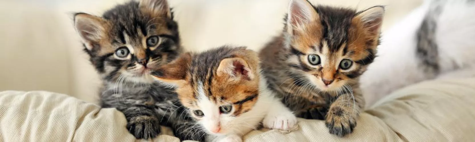 I'm fostering kittens for one of My local animal shelters. ❤️ Obviously, it's your responsibility to fund everything they will need! Let's have these babies living the plush life that they deserve while they wait for their forever homes. Your task