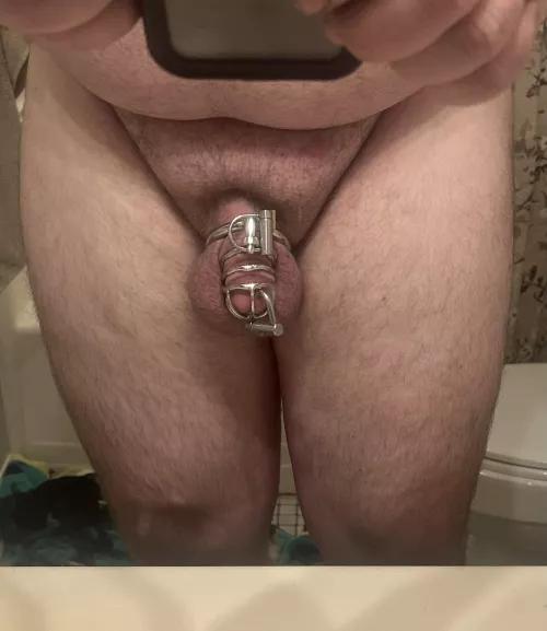 Reverse Prince Albert 