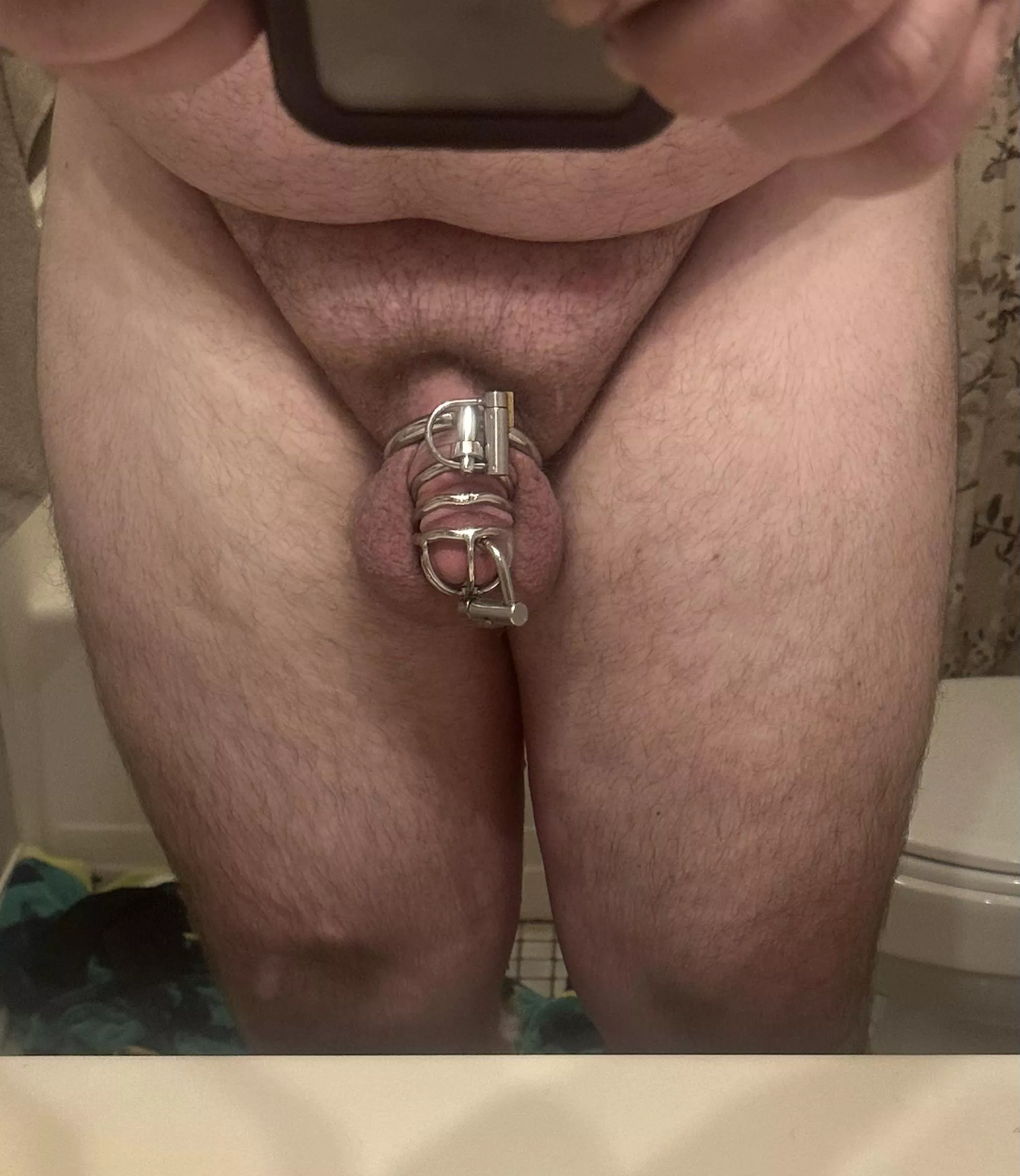 Reverse Prince Albert 