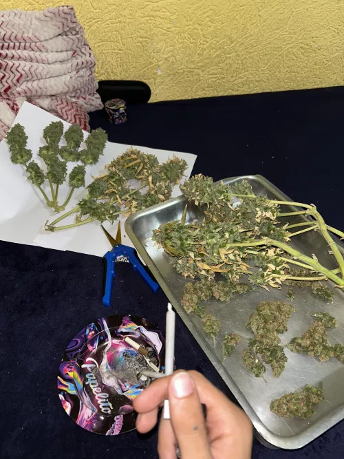 Aquela felicidade triste