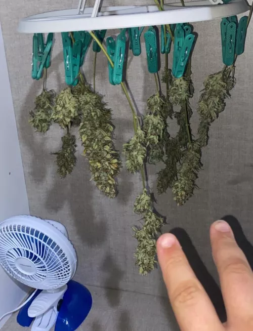 Flor comercial x flor auto-cultivo