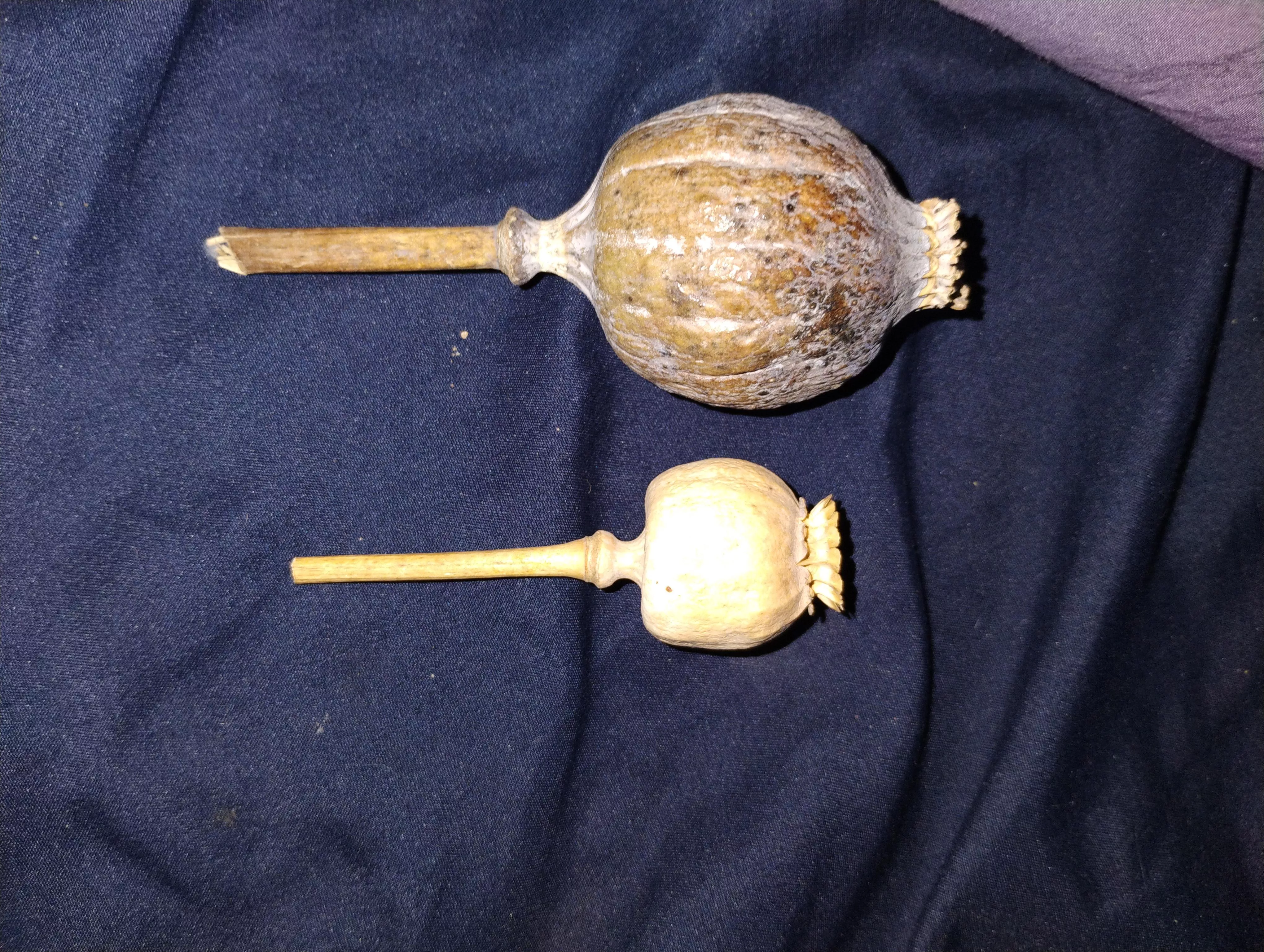 How to tell difference in pods?