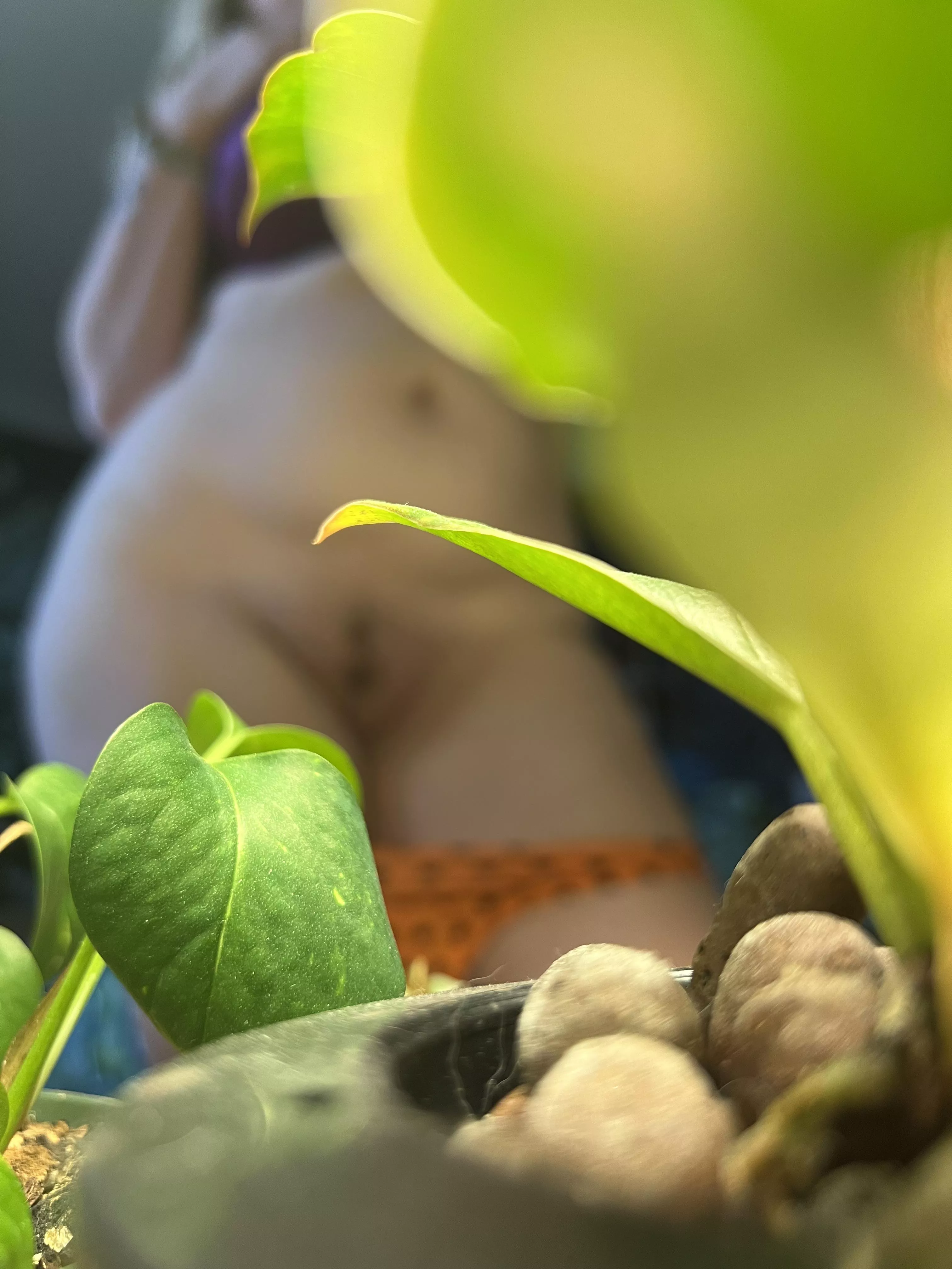 Just beyond the pothos and leca...