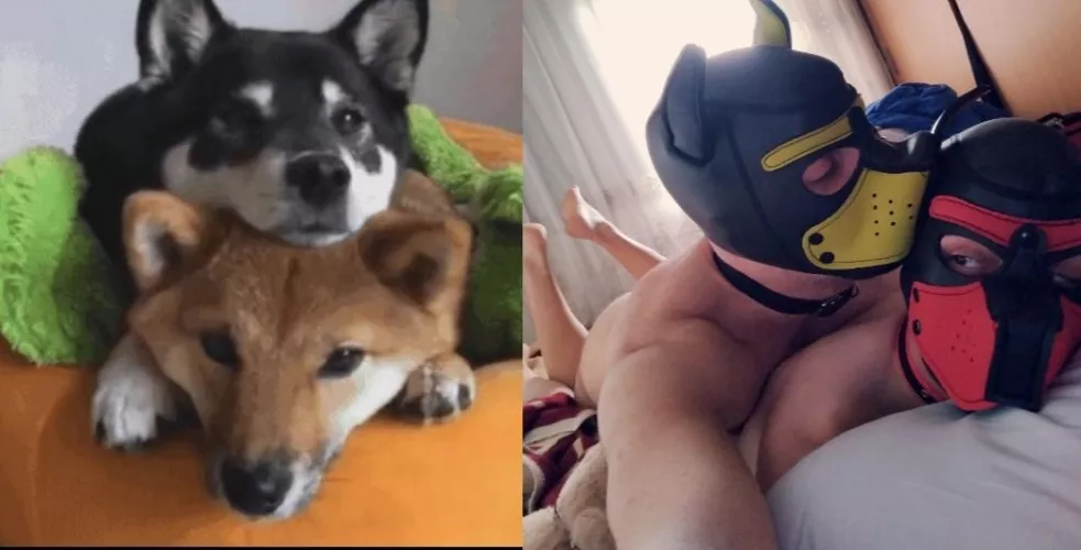 Did you miss us or did you miss us? 🫶🐾