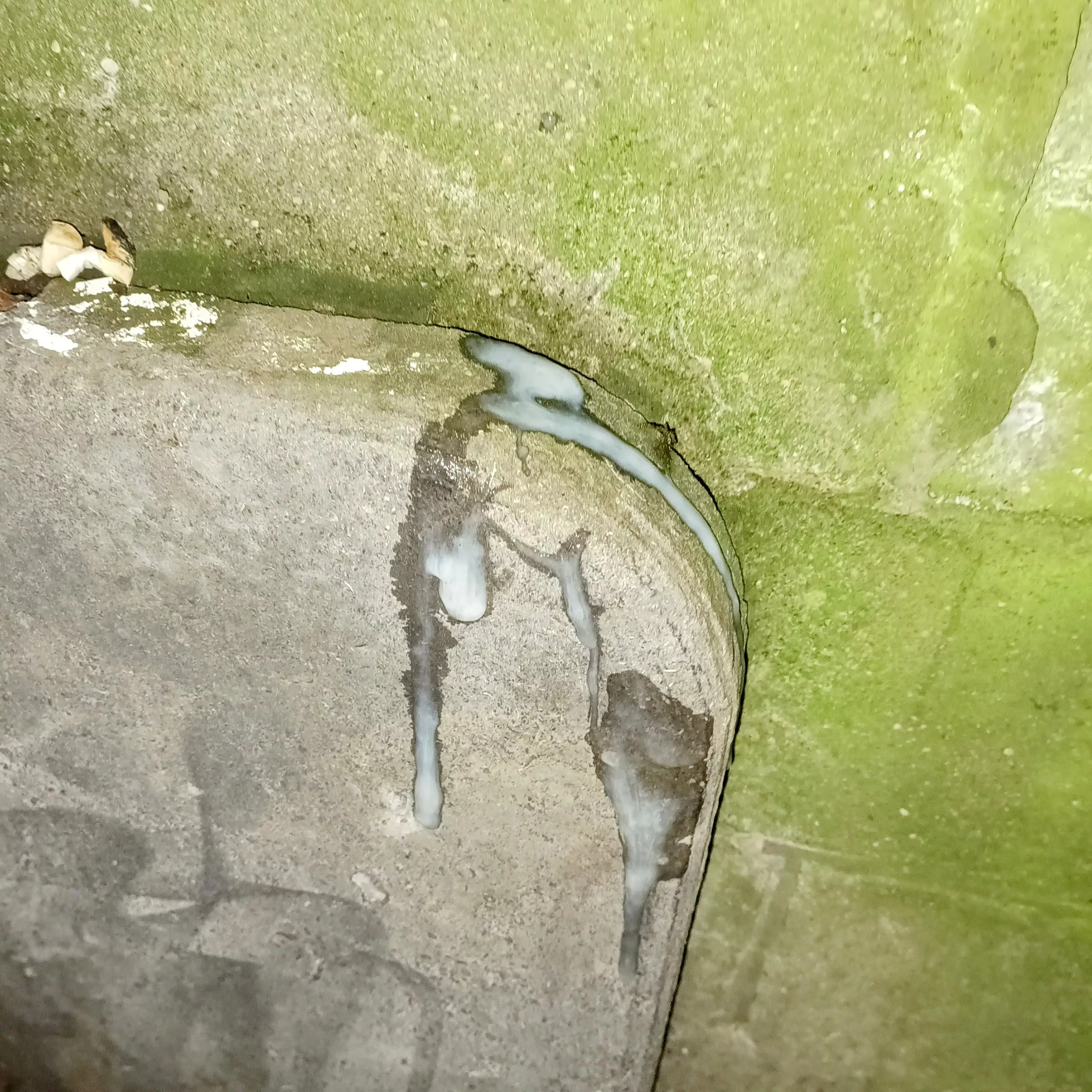 [35] Marking my Territory in Oost-Vlaanderen, Belgium | Dropped my Jeans, Opened my Shirt & Had a Wank 