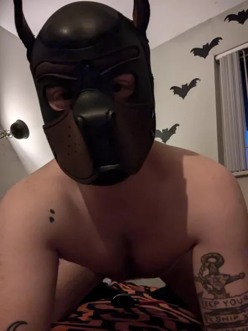 Need more Denver pup friends/playmates 