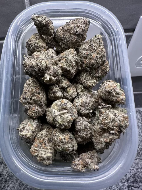 Daily flowers on the North Side of Dallas 🙂‍↔️