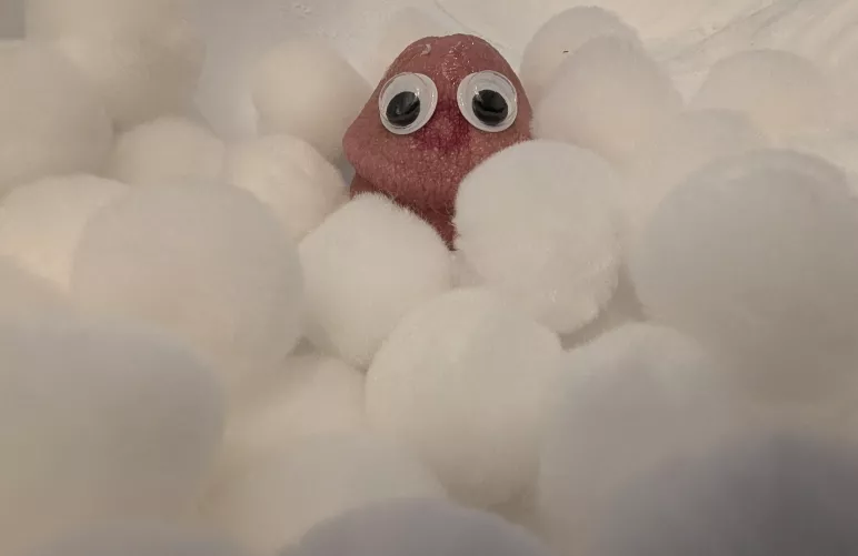 Found this guy hiding in the snow