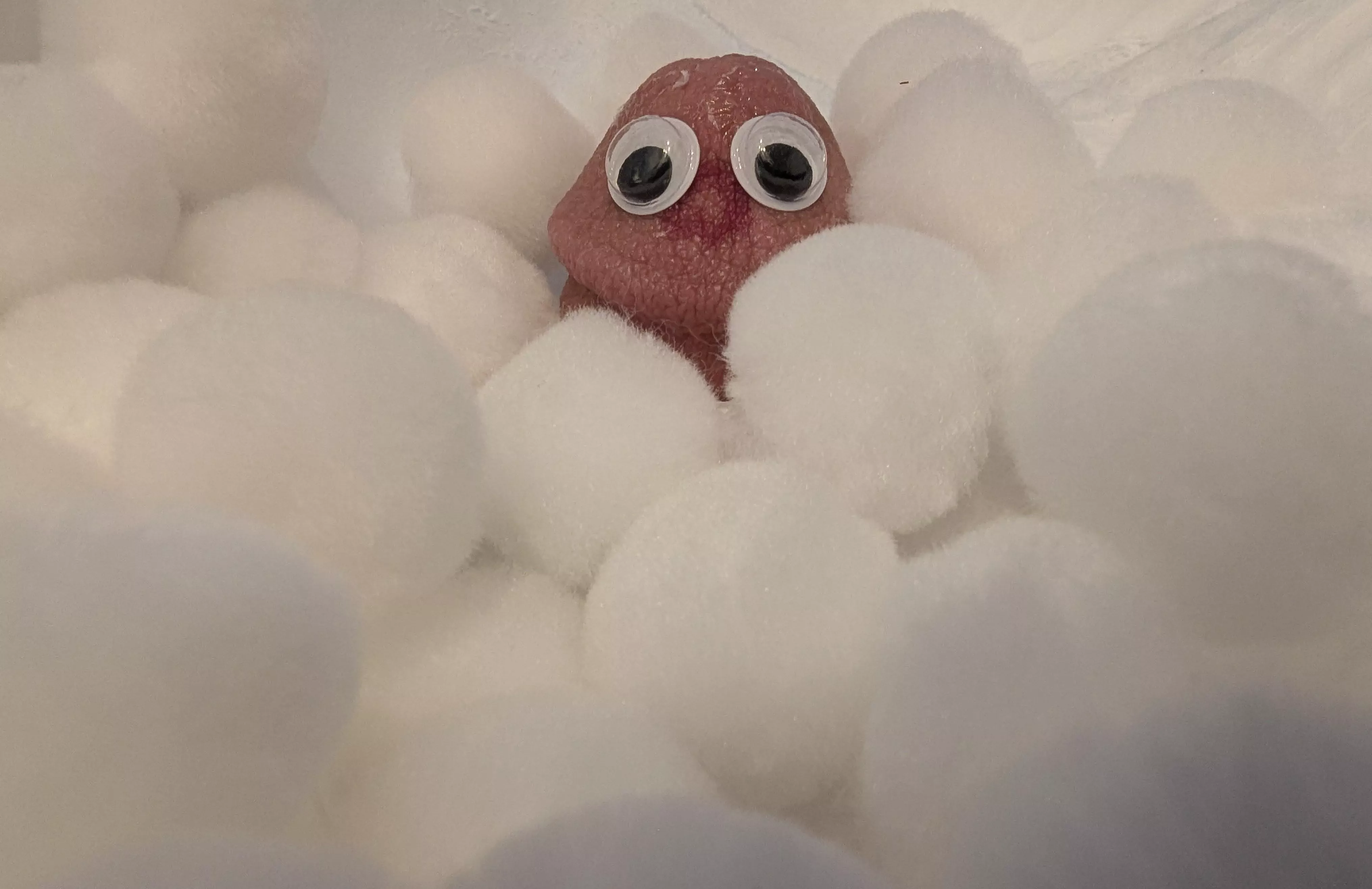 Found this guy hiding in the snow