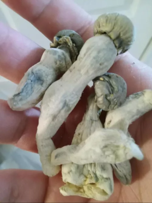 Look at these beauties 