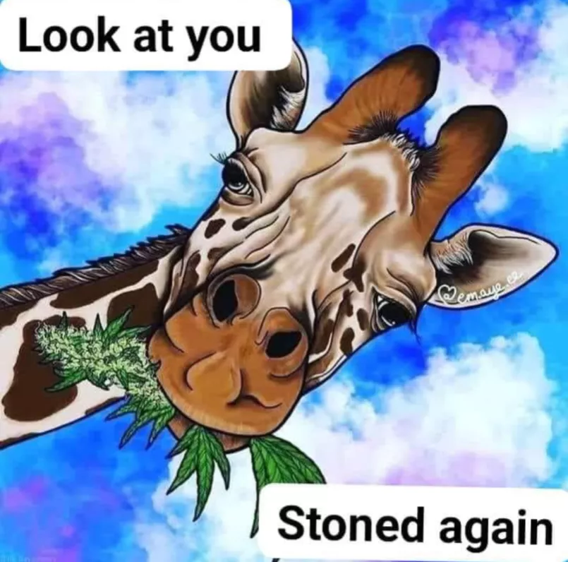 Looking to shesh in Wisconsin 