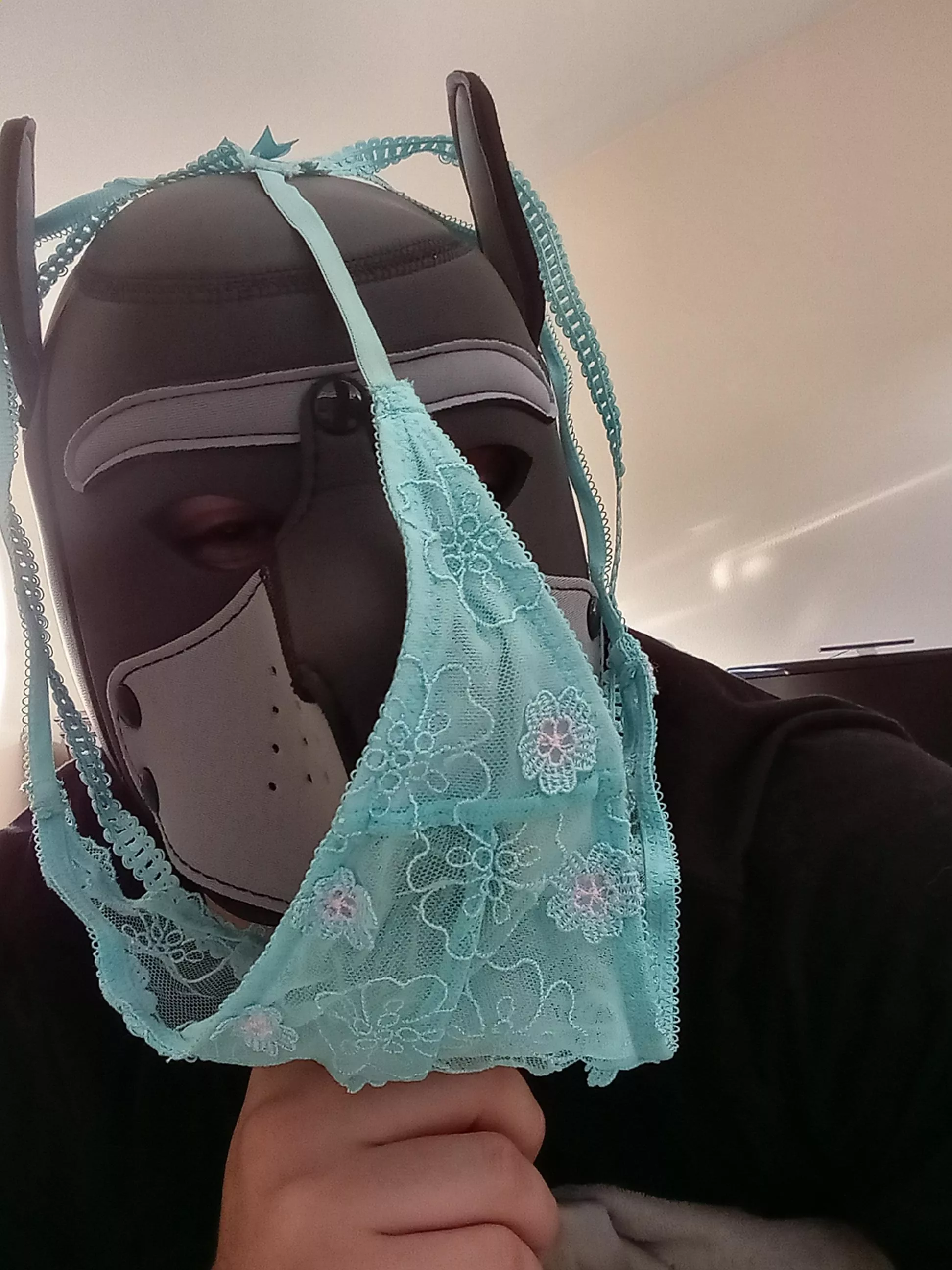 Puppy found panties arf arf~