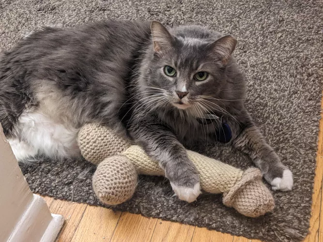 My cat loves his kicker toy 