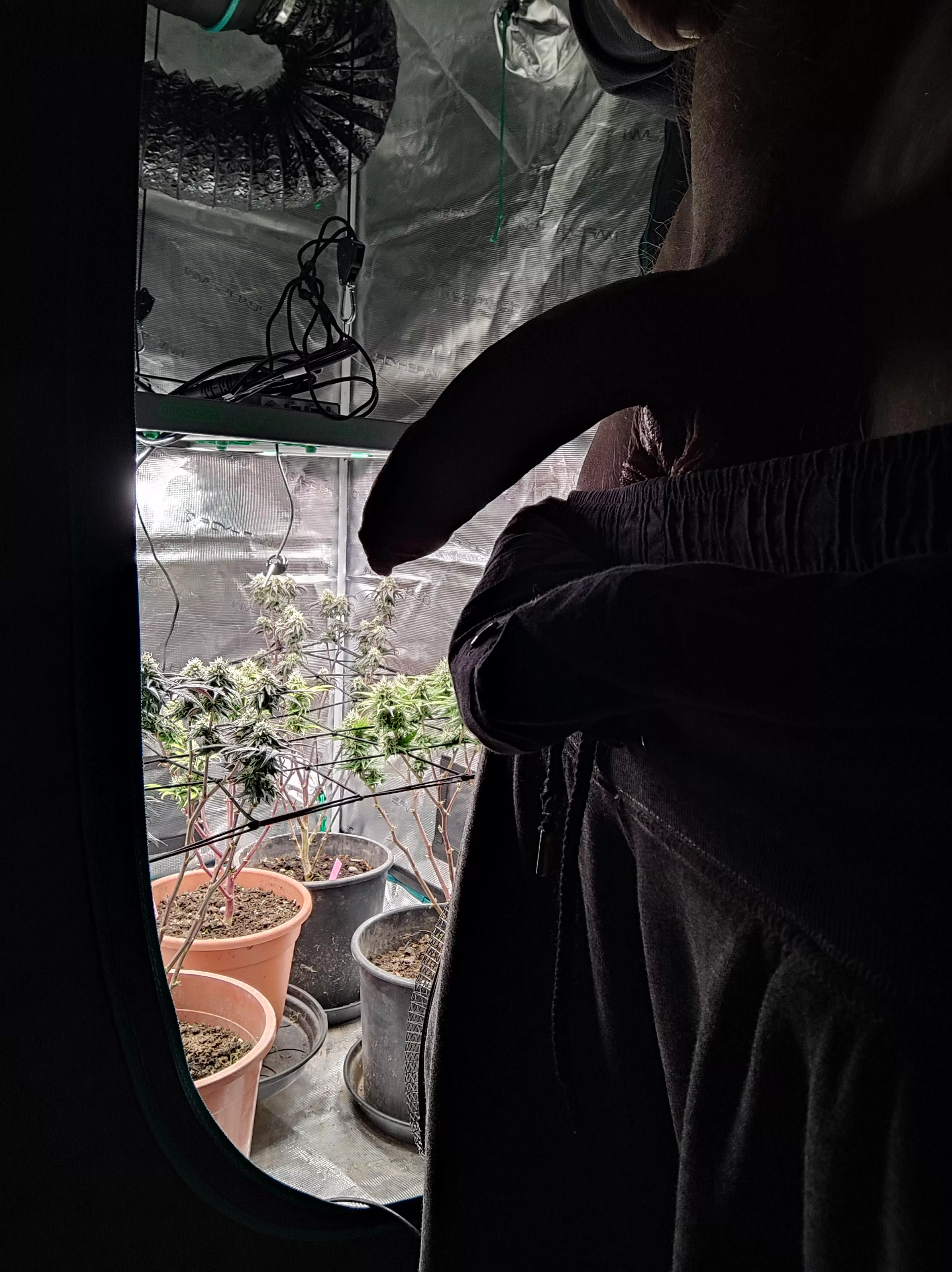 Which u Prefer? Gelato 33, White Russian or Ger(m)an dick? First Post ever!